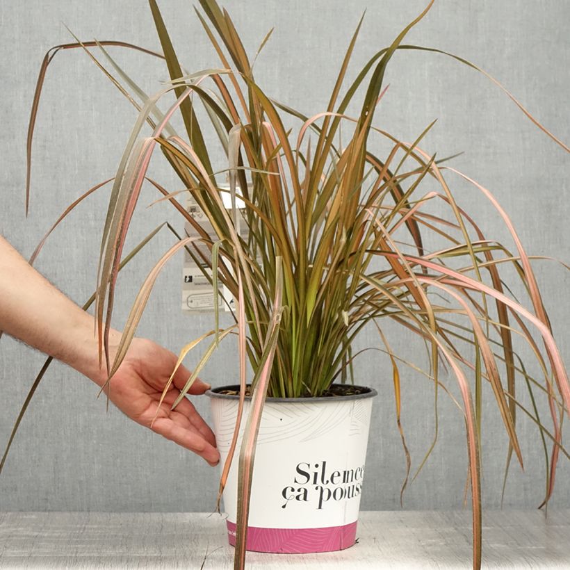 Exemplar von Phormium tenax Rainbow Maiden Topf mit 3L/4L wie im Frühjahr geliefert