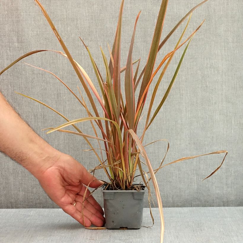 Exemplar von Phormium tenax Rainbow Queen Kleine Töpfe von 8/9 cm wie im Sommer geliefert