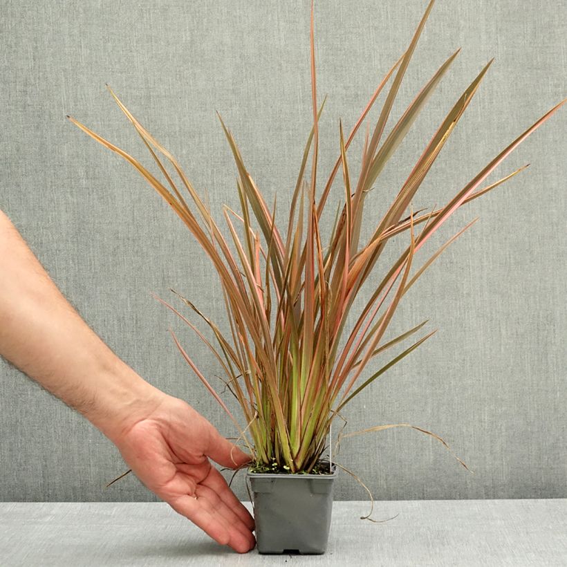 Exemplar von Phormium tenax Rainbow Queen Kleine Töpfe von 8/9 cm wie im Frühjahr geliefert