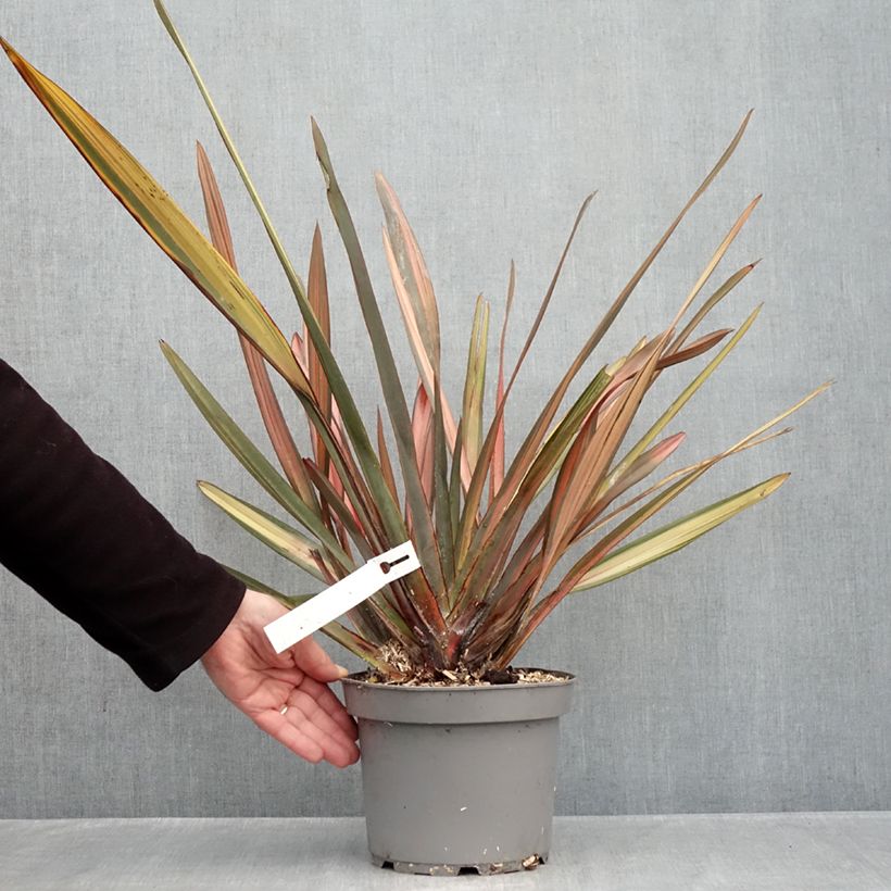 Exemplar von Phormium tenax Rainbow Sunrise Topf mit 3L/4L wie im Herbst geliefert