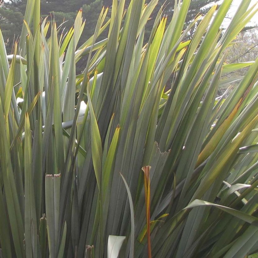 Phormium tenax - Neuseeländischer Flachs (Foliage)