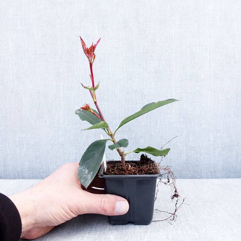 Exemplar von Photinia  fraseri Camilvy Godet de 8/9 cm wie im Winter geliefert
