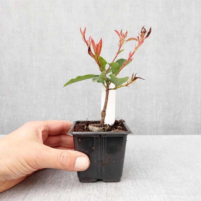 Example of Rote Glanzmispel Camilvy - Photinia fraseri Kleine Töpfe von 8/9 cm as you get in printemps