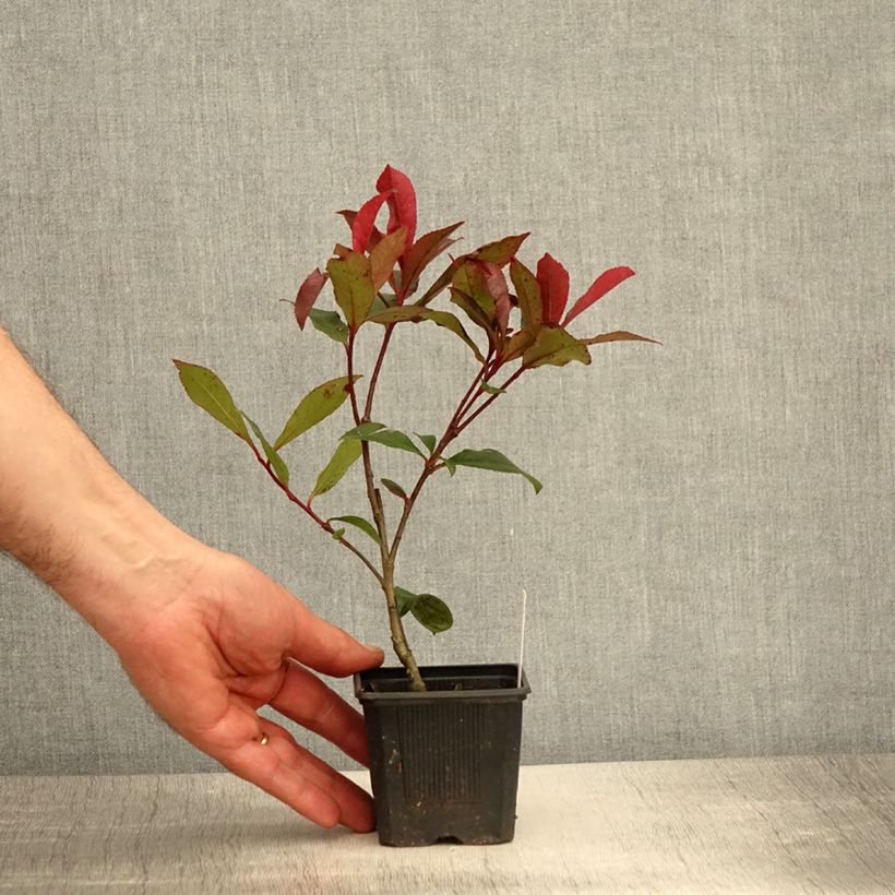 Example of Rote Glanzmispel Carré Rouge - Photinia fraseri Kleine Töpfe von 8/9 cm as you get in printemps
