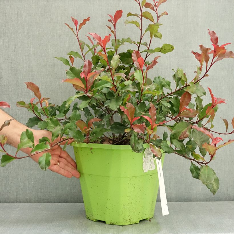 Exemplar von Zwerg Glanzmispel Corallina - Photinia fraseri Topf mit 7,5L/10L wie im Sommer geliefert