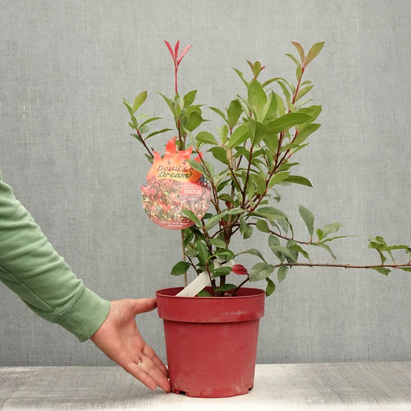 Exemplar von Rote Glanzmispel Devil's Dream - Photinia fraseri Topf mit 2L/3L wie im Sommer geliefert