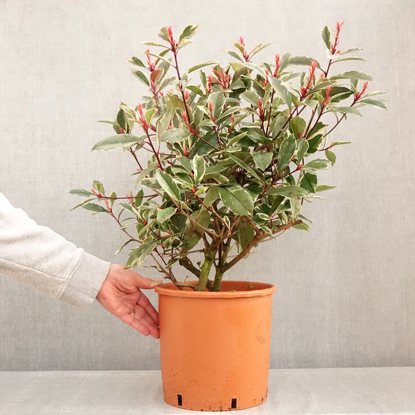 Example of Rote Glanzmispel Louise - Photinia fraseri Topf mit 7,5L/10L as you get in hiver