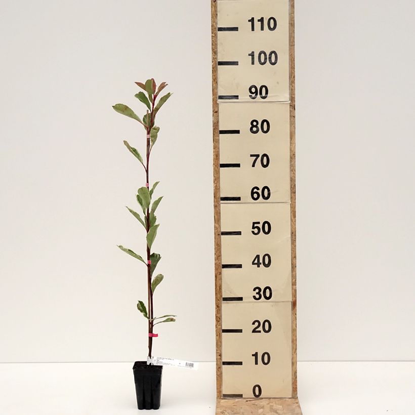 Exemplar von Photinia fraseri Pink Marble Pot de 1L/1,5L wie im Winter geliefert