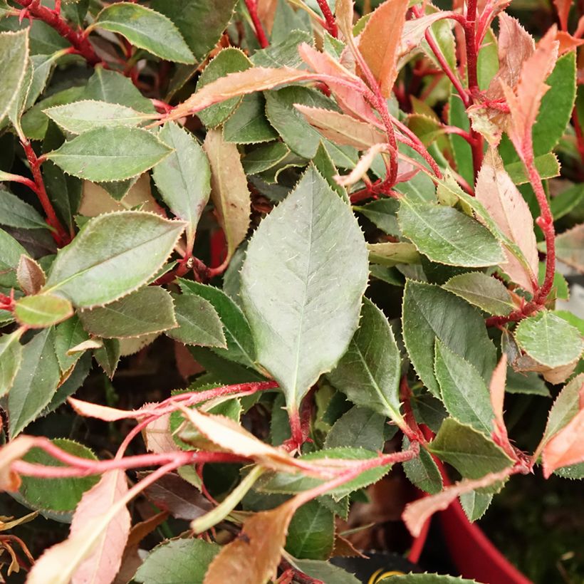 Rote Glanzmispel Red Ballcoon - Photinia fraseri (Foliage)