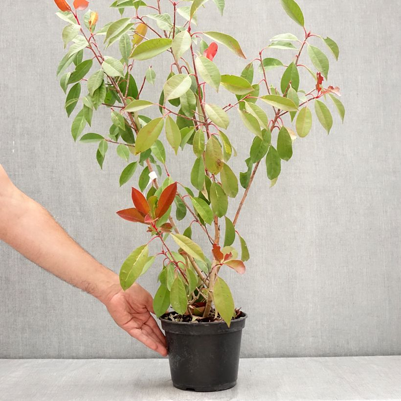 Exemplar von Rote Glanzmispel Red Light - Photinia fraseri Topf mit 3L/4L wie im Sommer geliefert