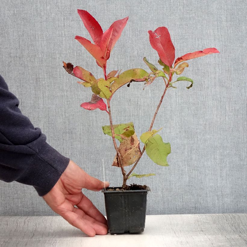 Exemplar von Rote Glanzmispel Red Robin Blood - Photinia fraseri Kleine Töpfe von 8/9 cm wie im Sommer geliefert