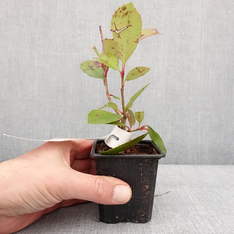 Exemplar von Photinia fraseri Red Robin Godet de 8/9 cm wie im Winter geliefert
