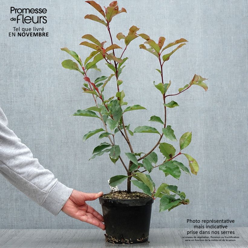 Exemplar von Photinia fraseri Red Select Pot de 3L/4L wie im Herbst geliefert