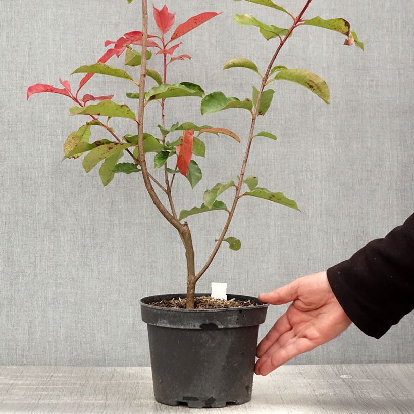 Example of Rote Glanzmispel Red Select - Photinia fraseri Topf mit 3L/4L as you get in printemps