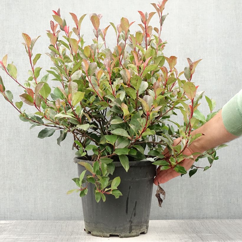 Exemplar von Photinia Little Red Robin en pot de 10L wie im Sommer geliefert