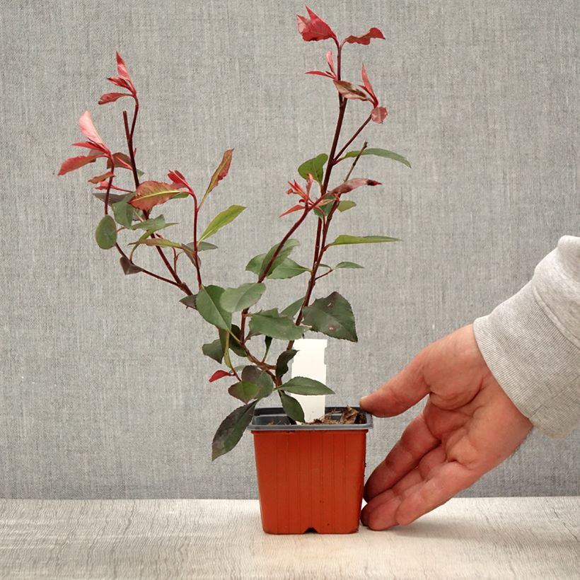 Example of Zwerg Glanzmispel Little Red Robin - Photinia fraseri Kleine Töpfe von 8/9 cm as you get in printemps
