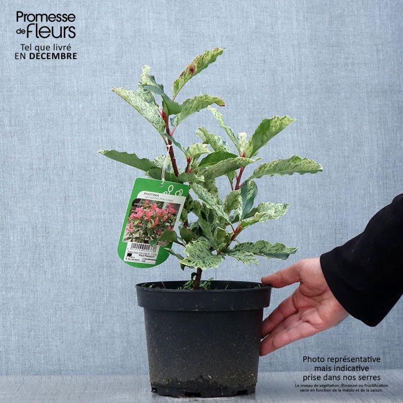 Exemplar von Photinia serratifolia Pink Crispy - Sägeblättrige Glanzmispel Topf mit 2L/3L wie im Herbst geliefert