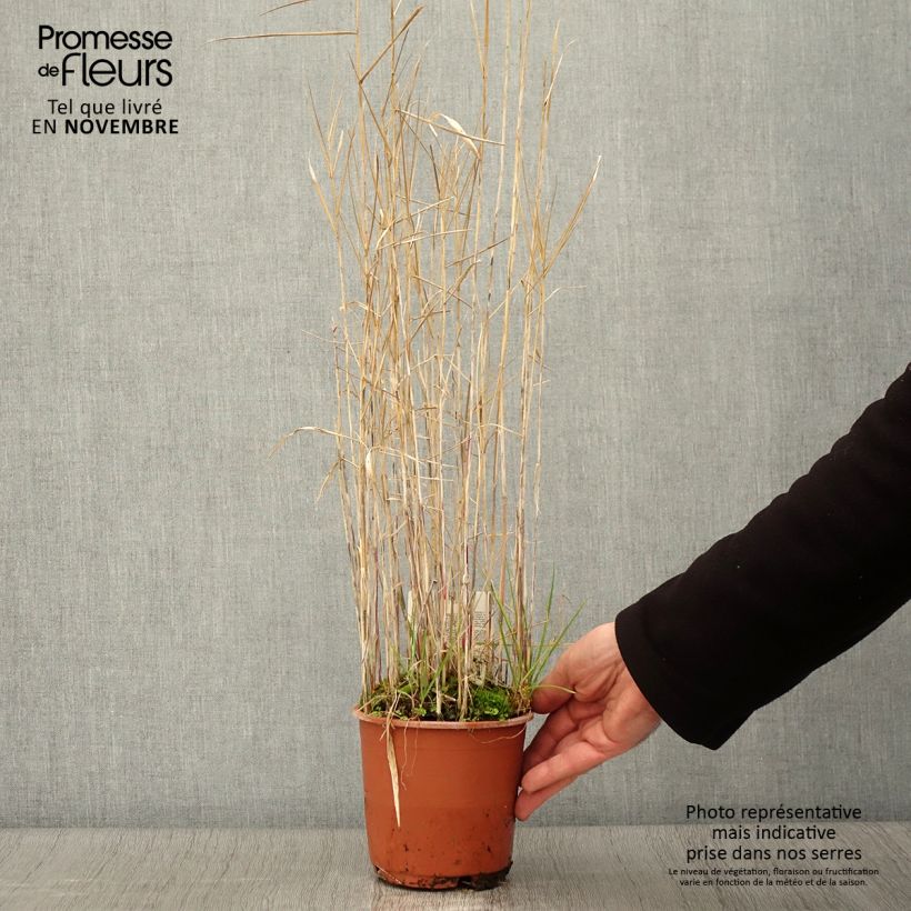 Exemplar von Phragmites australis - Roseau commun Pot de 1L/1,5L wie im Herbst geliefert