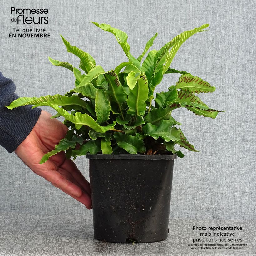 Exemplar von Hirschzungenfarn - Phyllitis scolopendrium Topf mit 2L/3L wie im Herbst geliefert