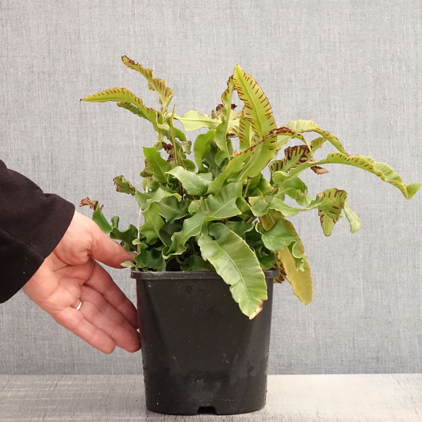 Example of Hirschzungenfarn - Phyllitis scolopendrium Topf mit 2L/3L as you get in printemps