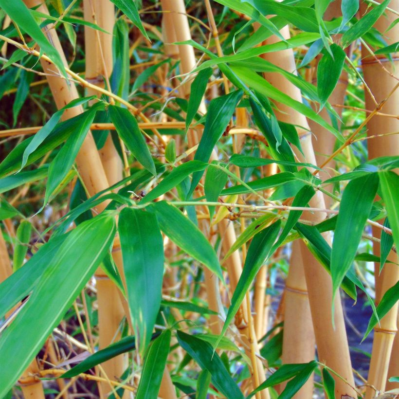 Rauher Gelbrinnen-Bambus Aureocaulis - Phyllostachys aureosulcata (Foliage)