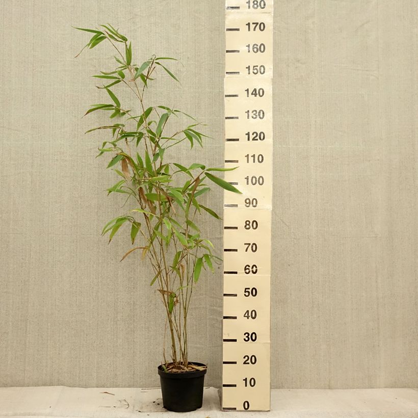 Exemplar von Phyllostachys edulis (= pubescens) - Bambou géant Pot de 4L/5L wie im Herbst geliefert