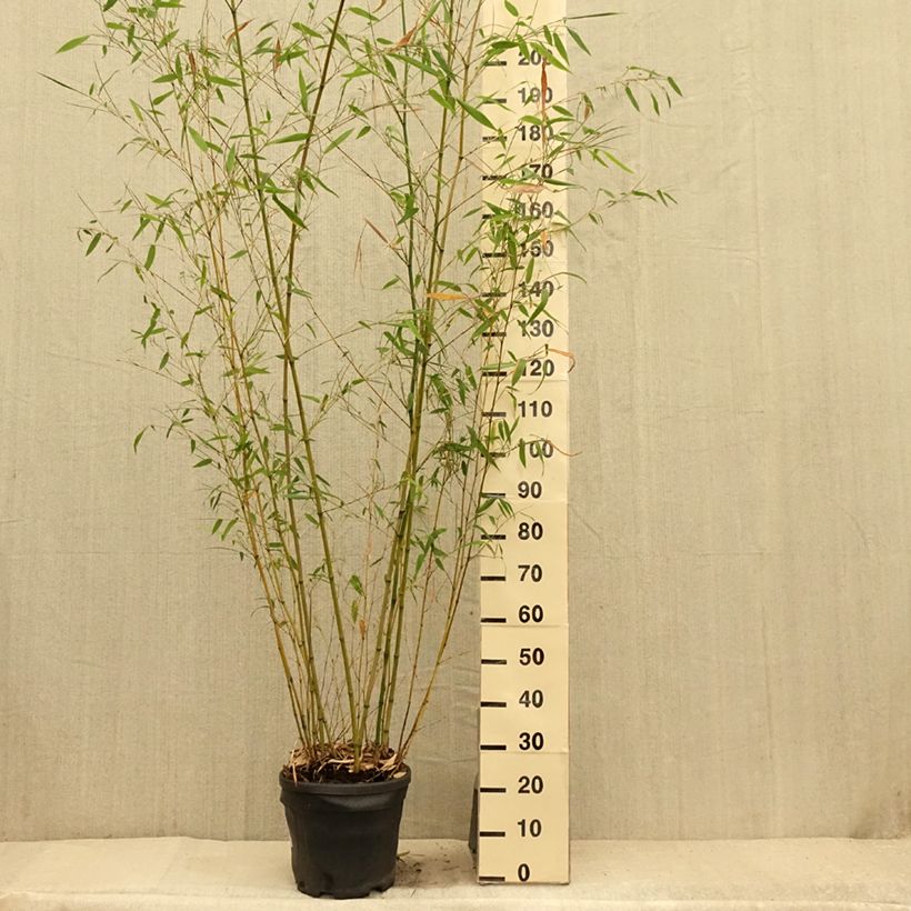Exemplar von Gebogener Bambus - Phyllostachys flexuosa Topf mit 12L/15L wie im Sommer geliefert