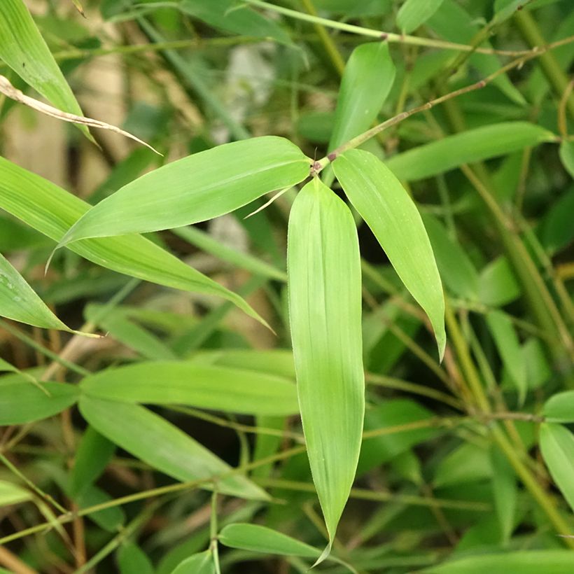 Blauer Bambus - Phyllostachys glauca (Foliage)