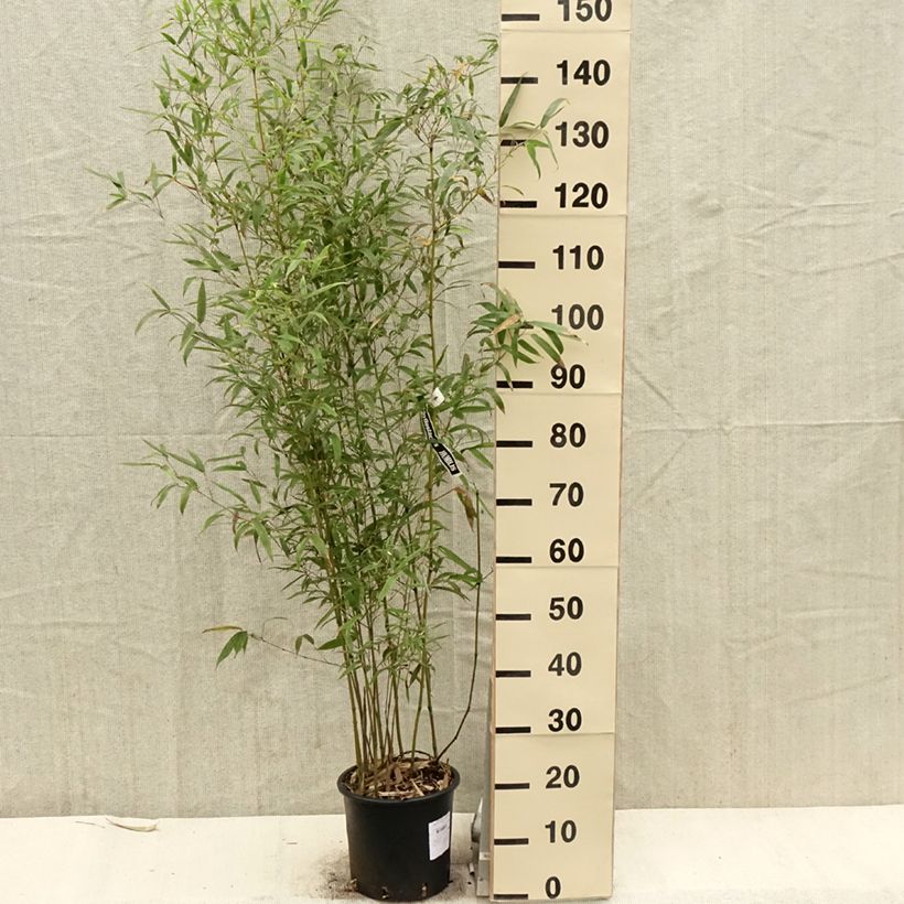 Exemplar von Bronzebambus - Phyllostachys humilis Topf mit 4L/5L wie im Frühjahr geliefert