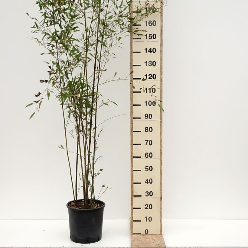 Exemplar von Phyllostachys nigra Boryana - Bambou géant Pot de 12L/15L wie im Winter geliefert