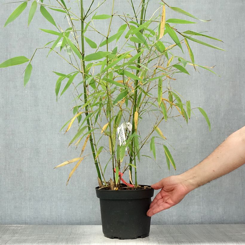 Exemplar von Grünblau-Bambus - Phyllostachys viridiglaucescens Topf mit 4L/5L wie im Sommer geliefert