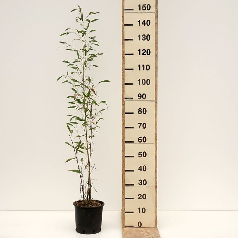 Exemplar von Phyllostachys viridis Sulphurea - Bambou Pot de 4L/5L wie im Winter geliefert