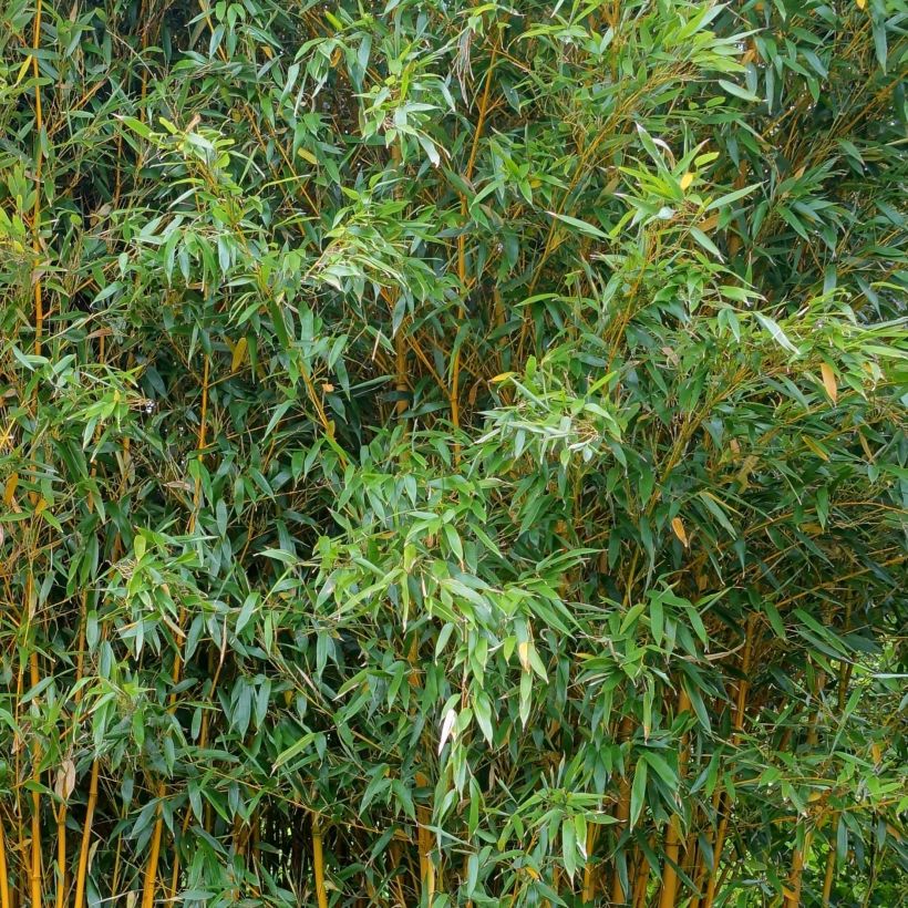 Gelber Furchen Bambus Aureocaulis - Phyllostachys vivax (Foliage)