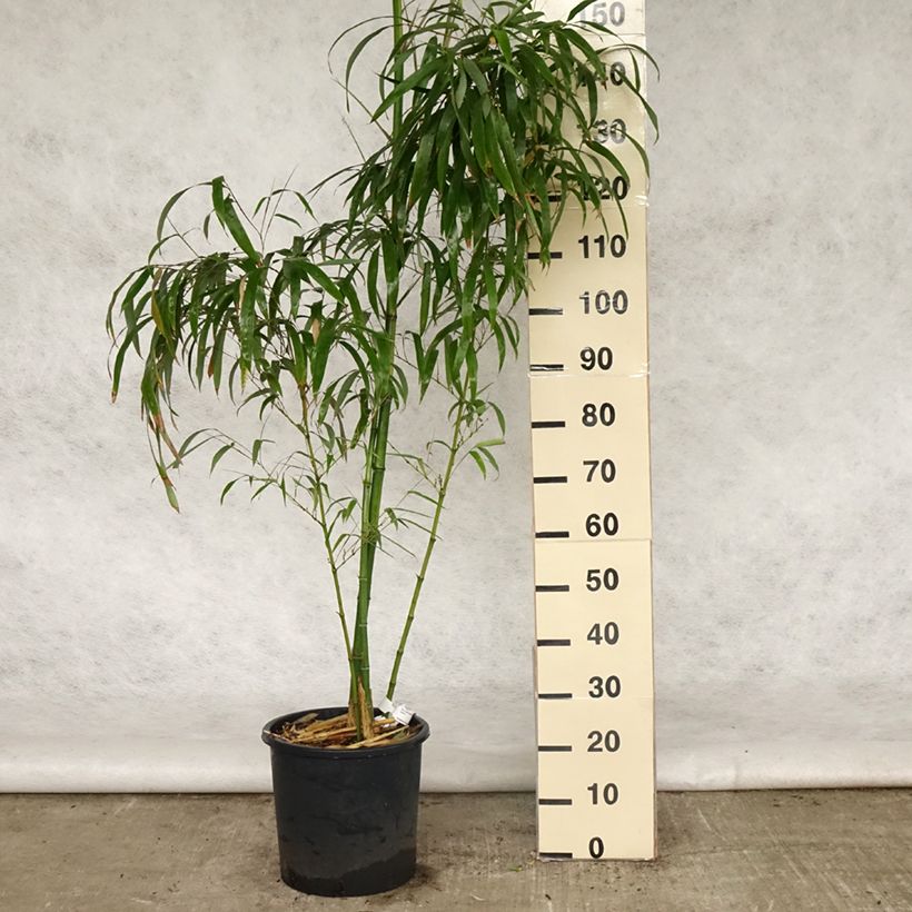 Example of Gelber Furchen Bambus Huangwenzhu - Phyllostachys vivax Topf mit 12L/15L as you get in printemps