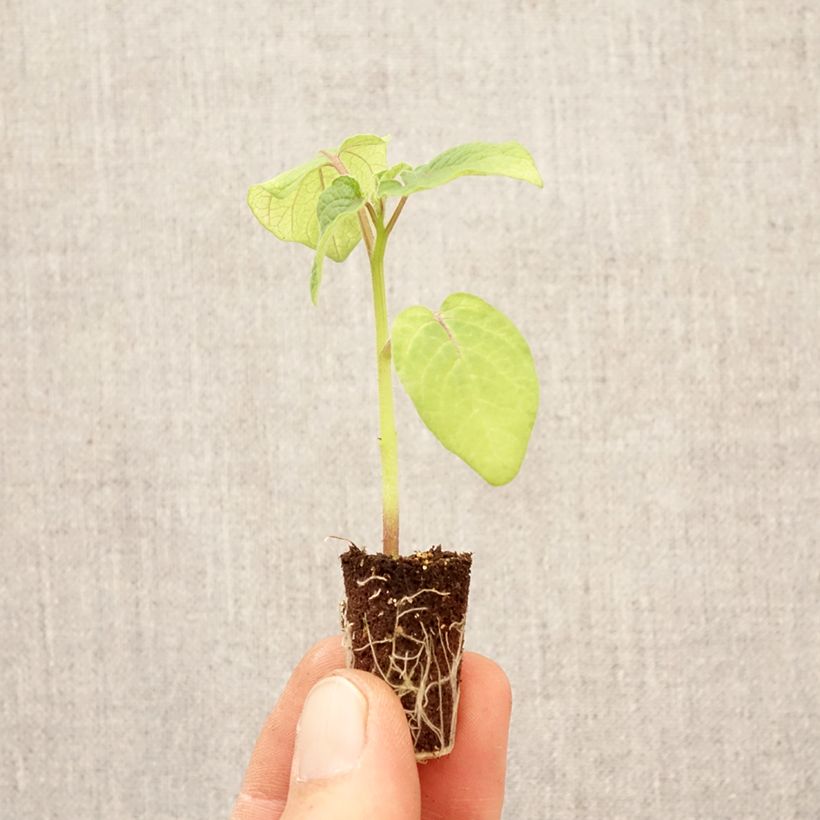 Exemplar von Erdkirsche Preciosa Pflanzen - Physalis pruinosa Mini-Plug Ø 3/4 cm wie im Frühjahr geliefert