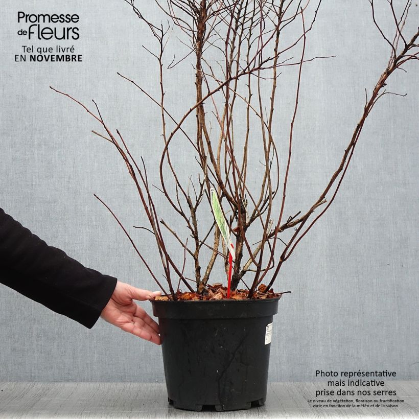 Exemplar von Gelbe Blasenspiere Dart's Gold - Physocarpus Topf mit 6L/7L wie im Herbst geliefert