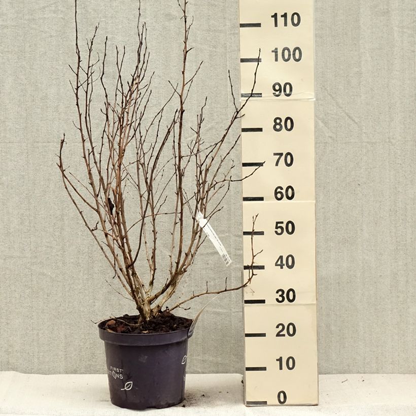 Exemplar von Blasenspiere Amber Jubilee - Physocarpus Topf mit 7,5L/10L wie im Herbst geliefert
