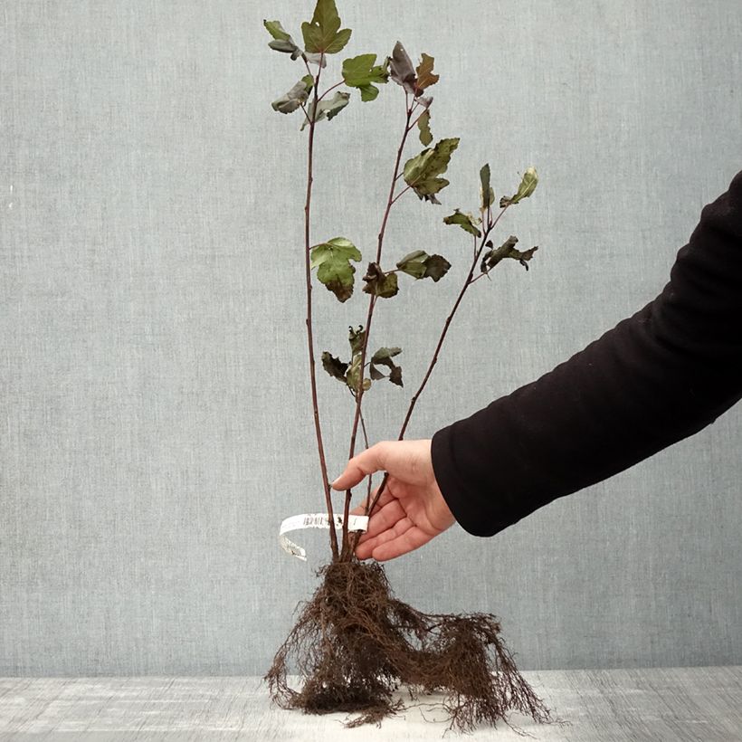 Exemplar von Dunkelrote Blasenspiere Diabolo - Physocarpus Wurzelnackt wie im Winter geliefert