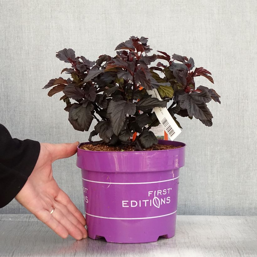 Exemplar von Physocarpus opulifolius Fireside - Physocarpe à feuilles d'obier Pot de 3L/4L wie im Herbst geliefert
