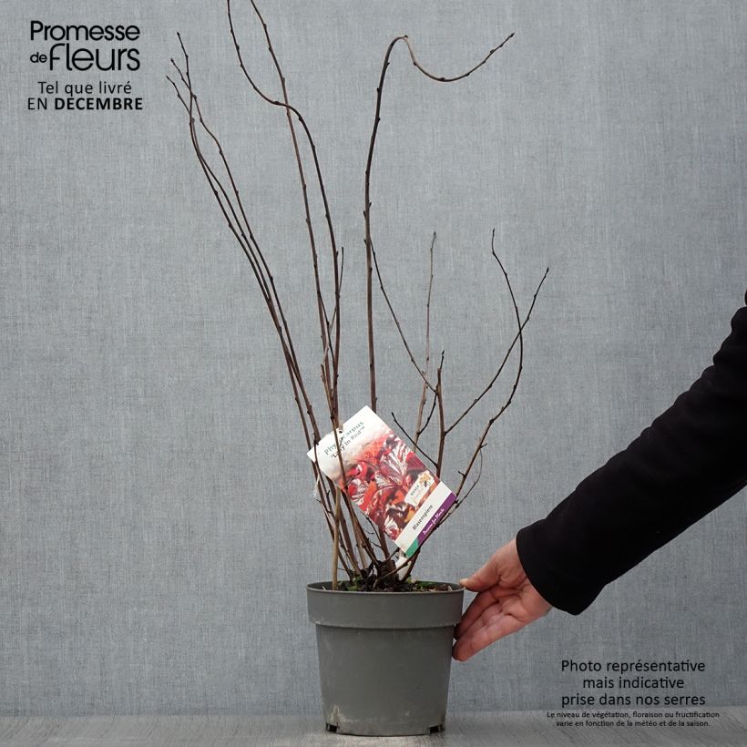 Exemplar von Blasenspiere Lady in Red - Physocarpus Topf mit 3L/4L wie im Herbst geliefert