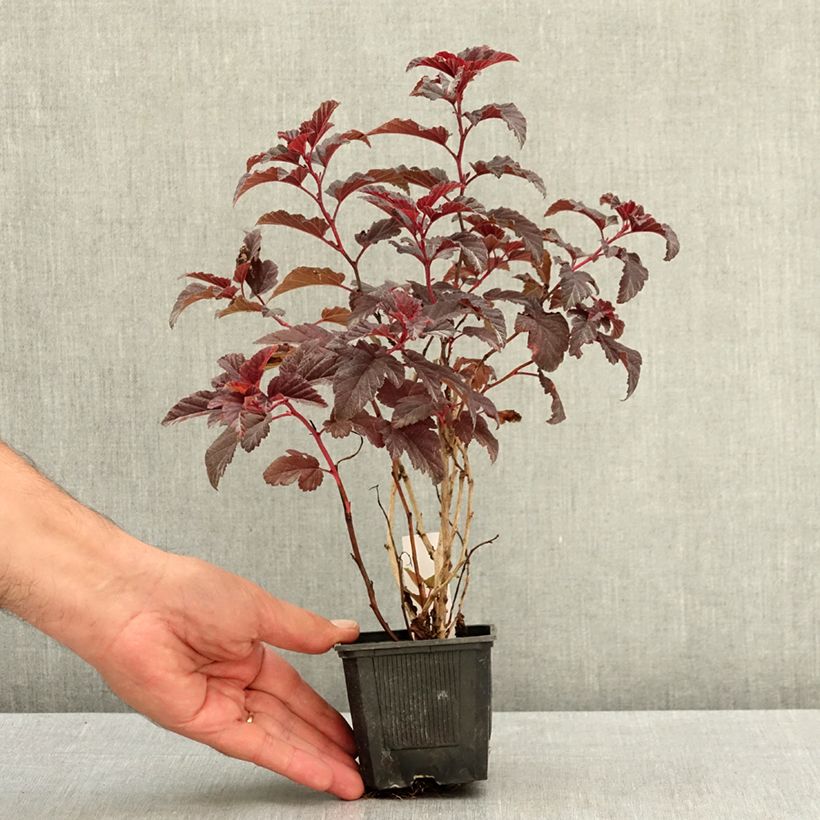 Exemplar von Blasenspiere Little Angel - Physocarpus Kleine Töpfe von 8/9 cm wie im Sommer geliefert