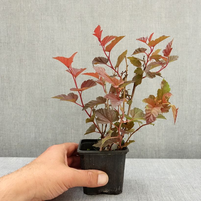 Exemplar von Blasenspiere Little Angel - Physocarpus Kleine Töpfe von 8/9 cm wie im Frühjahr geliefert