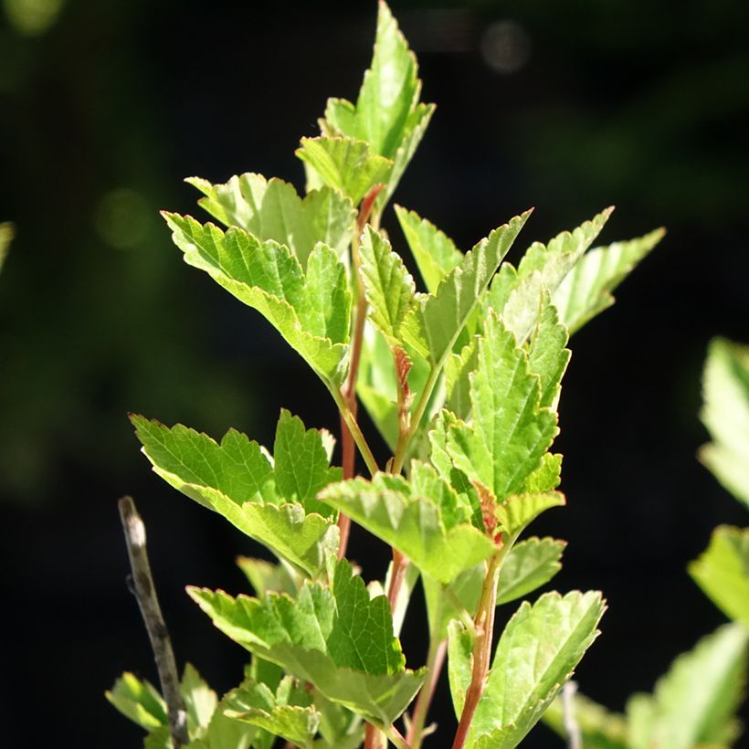 Blasenspiere Little Greeny - Physocarpus (Laub)