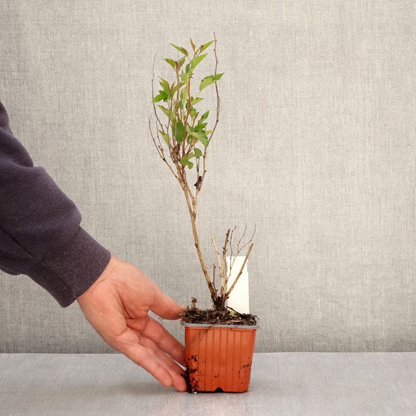 Exemplar von Blasenspiere Little Greeny - Physocarpus Kleine Töpfe von 8/9 cm wie im Frühjahr geliefert