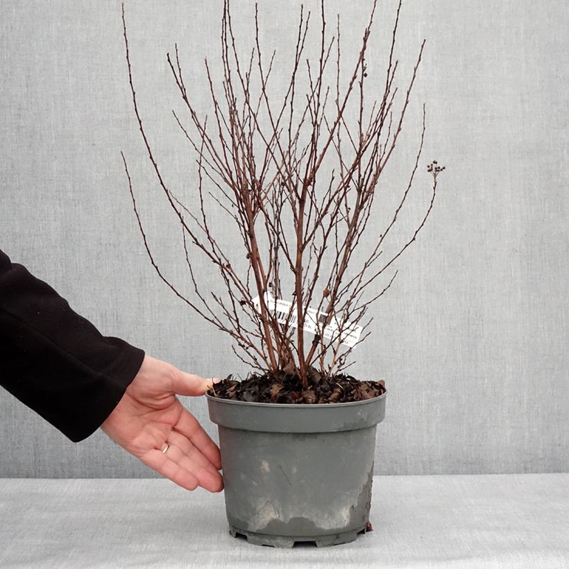 Exemplar von Physocarpus opulifolius Little Joker - Physocarpe nain Pot de 2L/3L wie im Winter geliefert