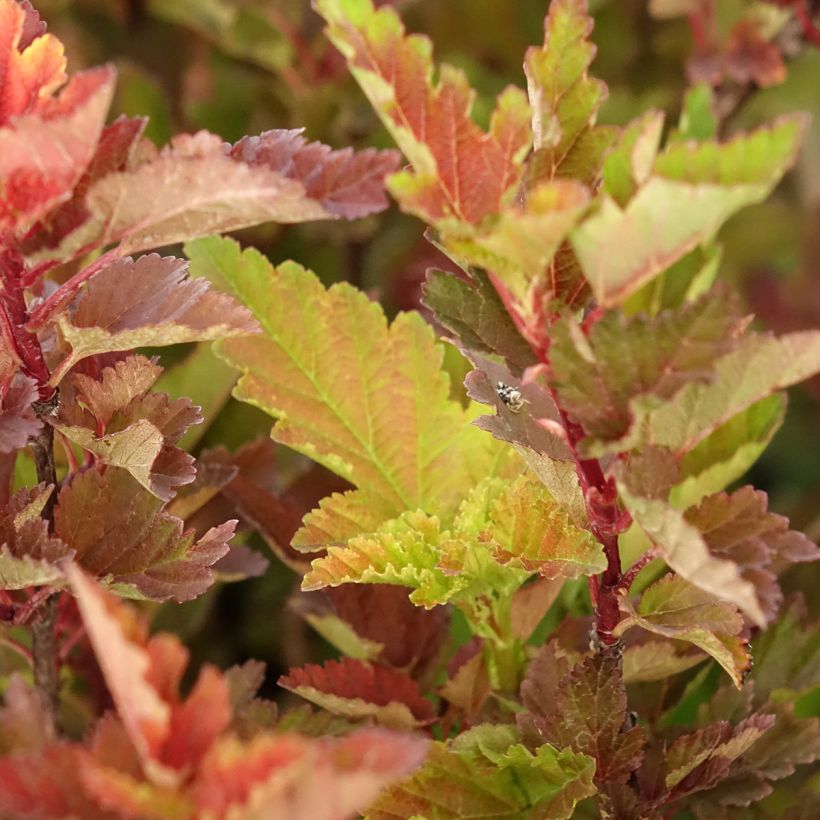 Blasenspiere LITTLE LEENA - Physcocarpus (Laub)