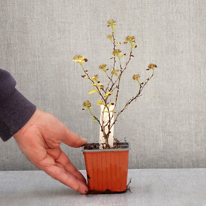 Exemplar von Blasenspiere Lucky Devil - Physocarpus Kleine Töpfe von 8/9 cm wie im Frühjahr geliefert