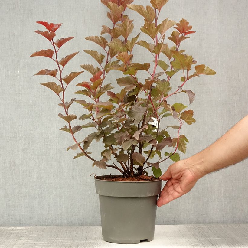 Exemplar von Blasenspiere Magic Ball - Physocarpus Topf mit 3L/4L wie im Sommer geliefert