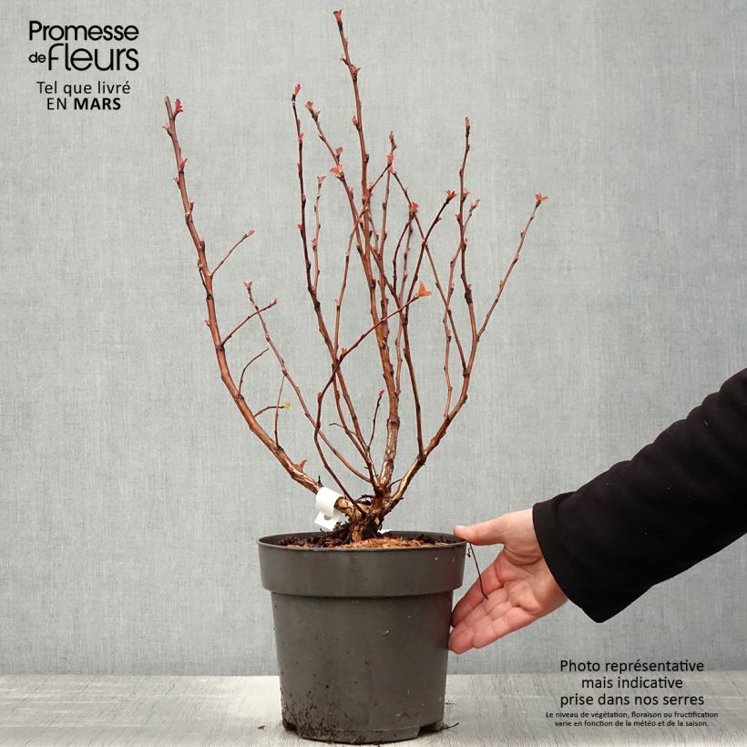 Example of Blasenspiere Magic Ball - Physocarpus Topf mit 3L/4L as you get in printemps