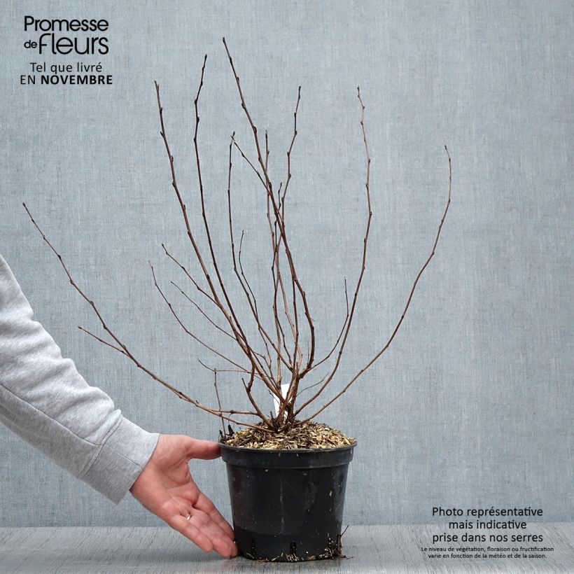 Exemplar von Physocarpus opulifolius Nugget - Physocarpe Pot de 3L/4L wie im Herbst geliefert